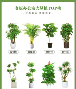 在办公室养哪些绿植好