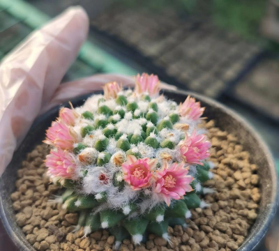 家庭养花用生根粉