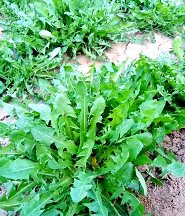 吃起来苦的叶子菜有哪些