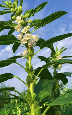 像芝麻树一样的花有哪些