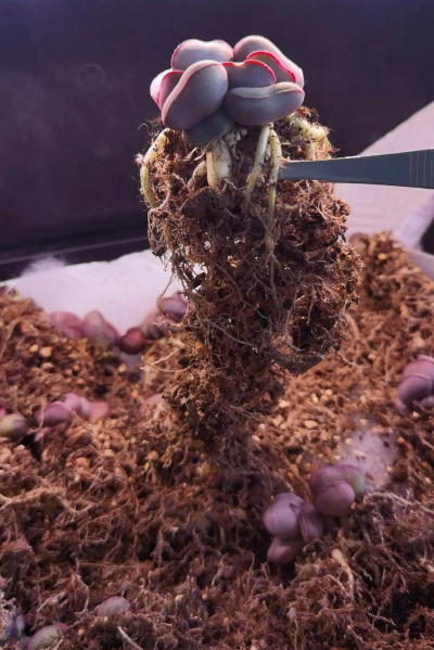 家庭养花用生根粉