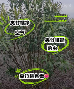 夹竹桃怎么去除