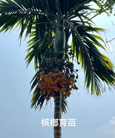 槟榔怎么养