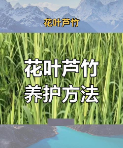 芦竹怎么种植