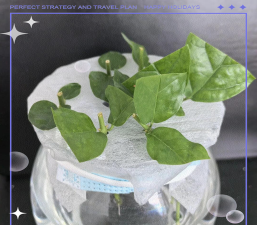 家庭养花用生根粉