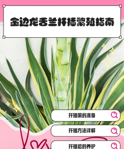 怎么扦插龙舌兰