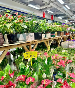 家庭养花用生根粉