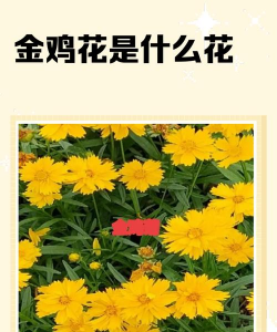 金鸡怎么花
