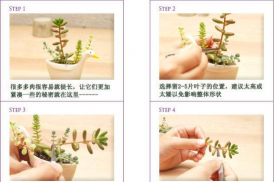 家庭养花用生根粉