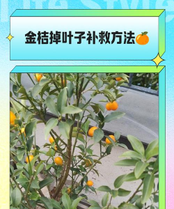 金桔怎么换土 金桔怎么换土