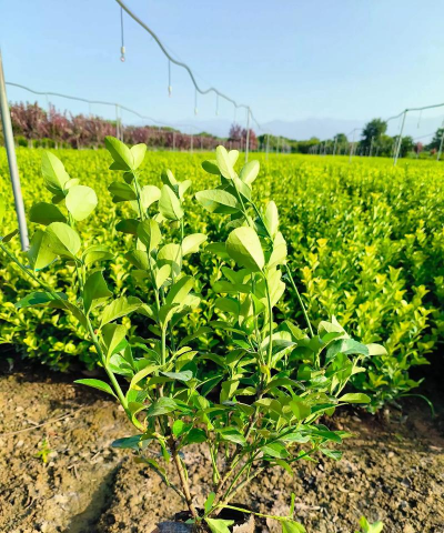 卫矛怎么样育苗