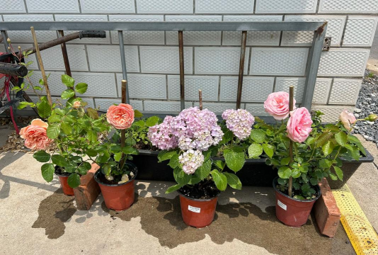 家庭养花用生根粉