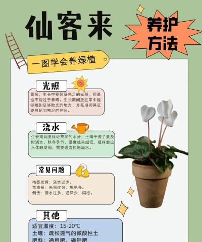 怎么管理仙客来