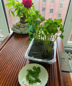 家庭养花用生根粉