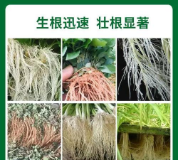 家庭养花用生根粉