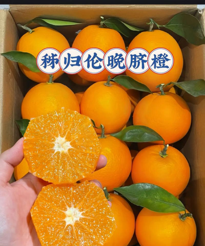 伦晚脐橙的来历