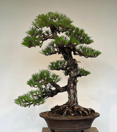 黑松盆景怎么制作