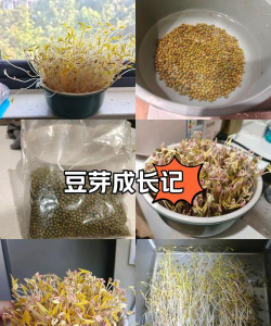 豆瓣芽怎么养