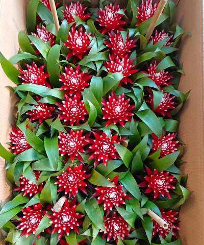 凤梨平头红怎么样