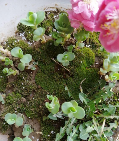 家庭养花用生根粉