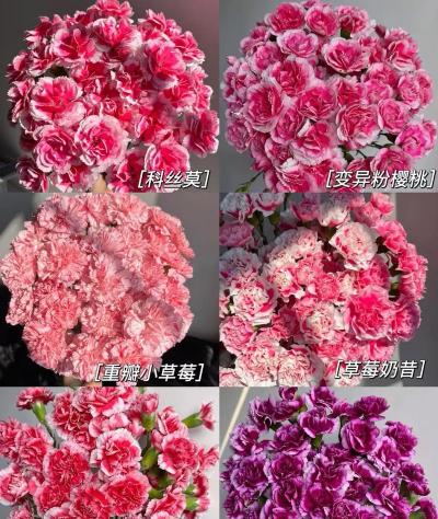 多头康乃馨怎么种植 多头康乃馨怎么种植