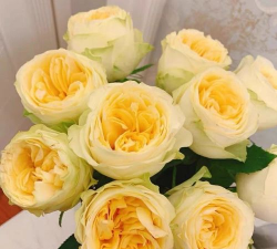 月季奶油杯怎么样