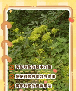 败酱草花怎么使用