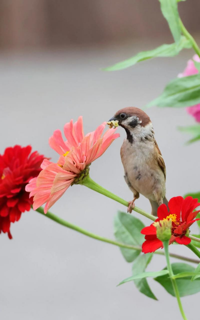 家庭养花用生根粉