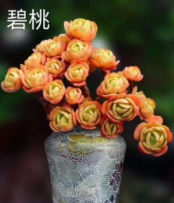 碧桃盆栽怎么养