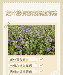 长春蔓怎么养