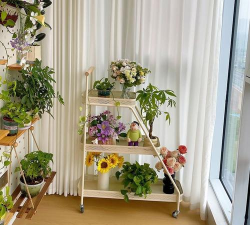 家庭养花用生根粉