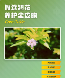 假连翘怎么浇水