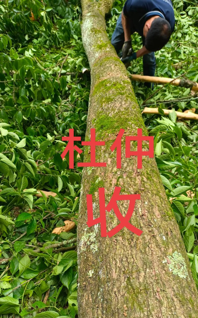 杜仲盆栽怎么养