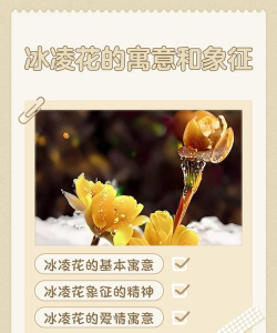 冰花又称什么花