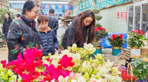 家庭养花用生根粉