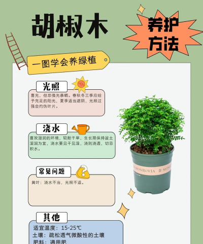 胡椒木怎么样养