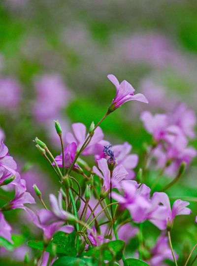 红花酢浆草夏季怎么样