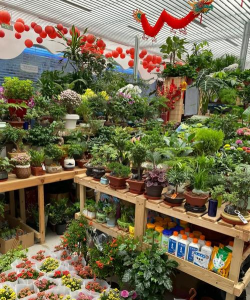 家庭养花用生根粉