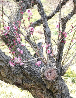 梅花树木木质怎么样