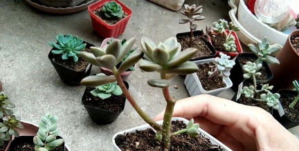 家庭养花用生根粉