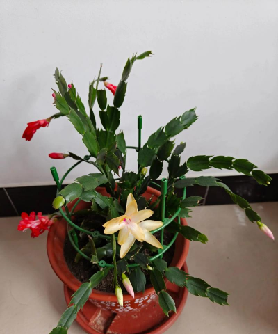 家庭养花用生根粉