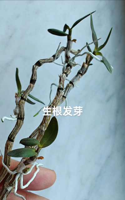 家庭养花用生根粉