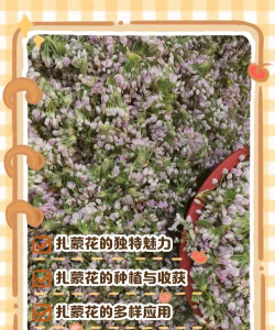 扎蒙花怎么种植