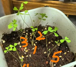 家庭养花用生根粉