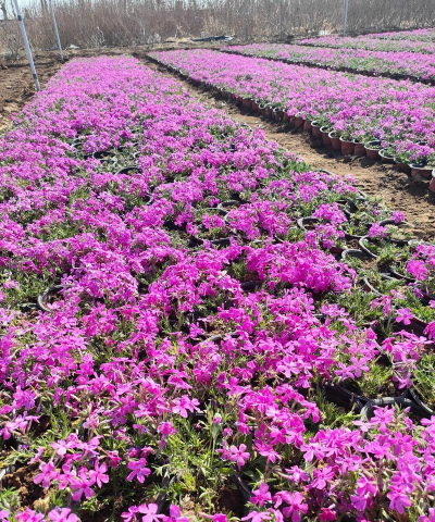 丛生福禄考怎么样