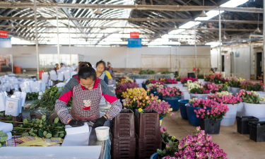 家庭养花用生根粉