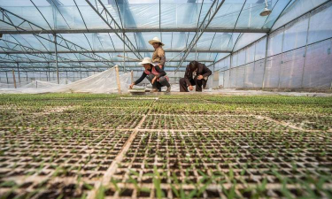 家庭养花用生根粉