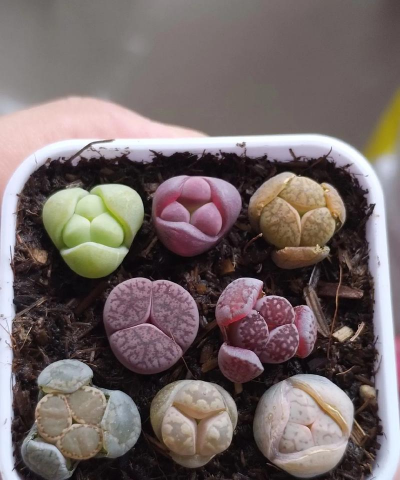 家庭养花用生根粉