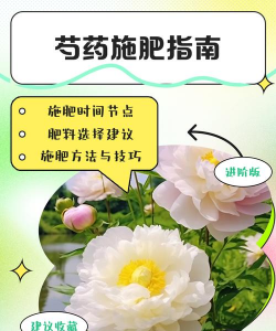 芍药春季怎么施肥