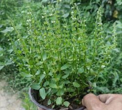 盆栽半枝莲怎么样修剪